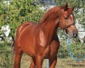 jumper Corleone (German Sport Horse, 2019, from Colman de Revel)