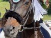Springpferd Alani Von Steig CH (Schweizer Warmblut, 2008, von Aquilino)