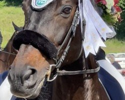 jumper Alani Von Steig CH (Swiss Warmblood, 2008, from Aquilino)