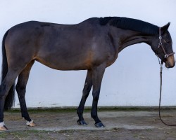 jumper Daphne (German Sport Horse, 2019, from Denver)