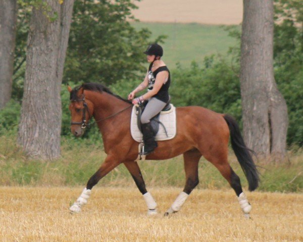 dressage horse Charlie 313 (German Sport Horse, 2021)