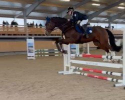 jumper Quintano 65 (Hanoverian, 2015, from Quality 9)