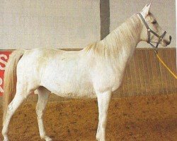 horse Nana ox (Arabian thoroughbred, 1992, from Nasran ox)