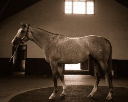 stallion Volatile xx (Thoroughbred, 2016, from Violence xx)