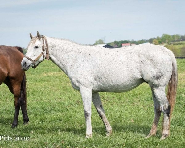 broodmare Unrivaled Belle xx (Thoroughbred, 2006, from Unbridled's Song xx)