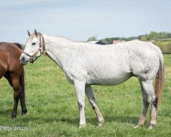 broodmare Unrivaled Belle xx (Thoroughbred, 2006, from Unbridled's Song xx)