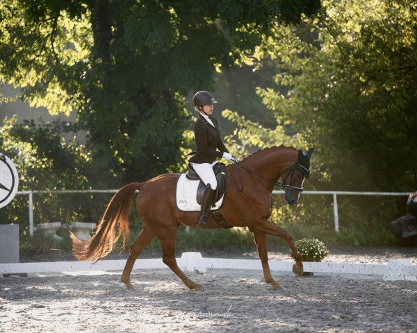 dressage horse Vip's 3 (Westphalian, 2018, from Vitalis)