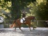 dressage horse Vip's 3 (Westphalian, 2018, from Vitalis)