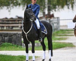 stallion Beau Rivage (German Sport Horse, 2016, from Bossanova 28)