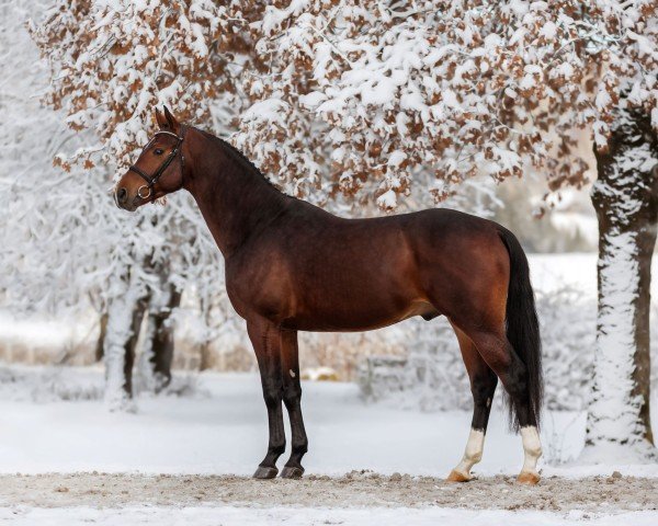 stallion Cuba Libre II (German Sport Horse, 2020, from DSP Con Spirit)