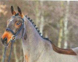 horse Little Connection (Trakehner, 2001, from Preussenprinz)