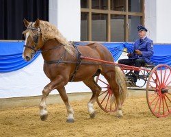 stallion Rivaldo (South German draft horse, 2020, from Rivero)