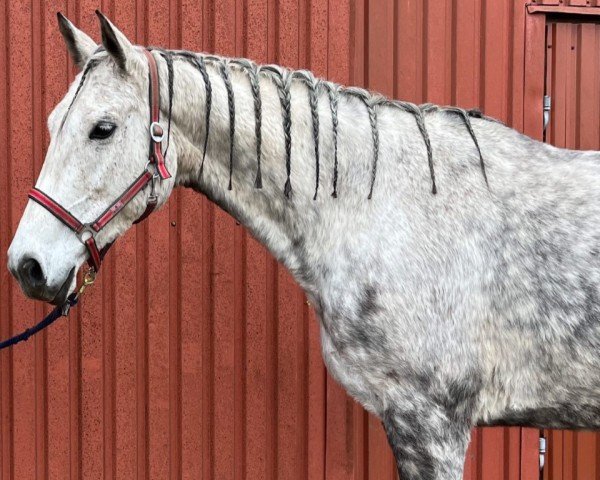 Pferd Greta Grey 2 (Deutsches Reitpferd,  , von Götterfunken)