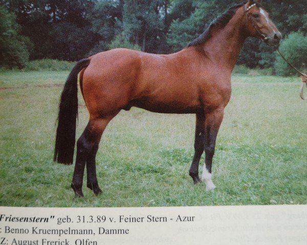 stallion Friesenstern (Hanoverian, 1989, from Feiner Stern)