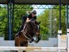 jumper Rythme u.Blues van't Molenvondel (Belgian Warmblood, 2017, from Fortuin Z)