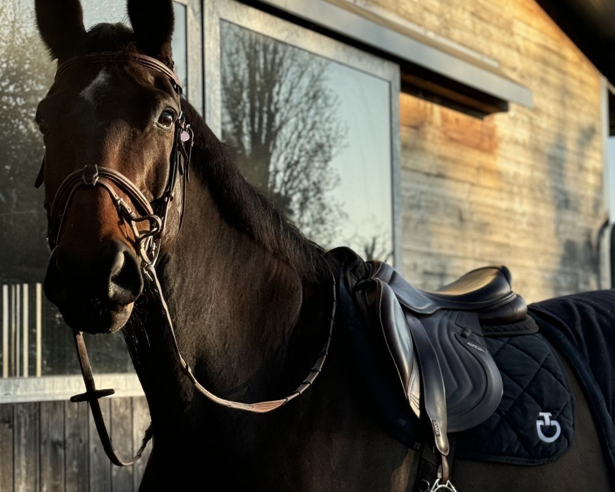 Springpferd Quirin von Bayern (Bayer, 2009, von Que Guapo)