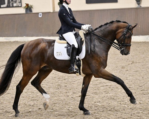 Dressurpferd Quanderas 3 (Hannoveraner, 2013, von Quaterhall)