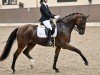 dressage horse Quanderas 3 (Hanoverian, 2013, from Quaterhall)