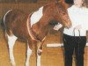 dressage horse Samuraj 28 (Pinto / Pony, 2003, from Shezir)