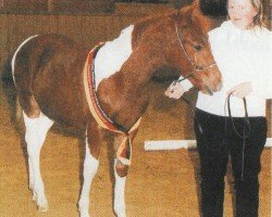 dressage horse Samuraj 28 (Pinto / Pony, 2003, from Shezir)