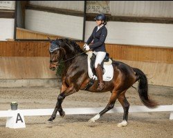 dressage horse Esteban 31 (Oldenburg, 2020, from Escolar)