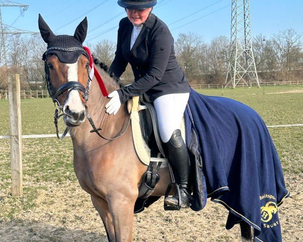 jumper Diamond Star 17 (German Riding Pony, 2015, from Dimension AT NRW)