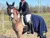 Springpferd Diamond Star 17 (Deutsches Reitpony, 2015, von Dimension AT NRW)