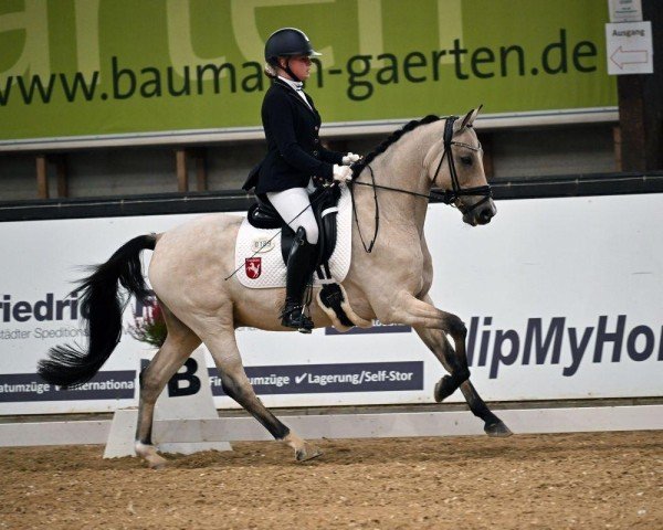 stallion FS Coconut Dream (German Riding Pony, 2011, from Fs Coco Jambo)