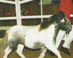 Deckhengst Vitus (Shetland Pony, 2000, von Viking of Brindister)