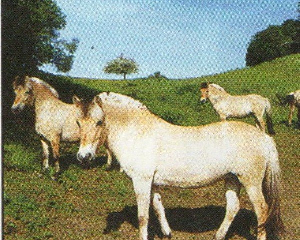 Zuchtstute Kis-Halla (Fjordpferd, 1991, von Hjell)