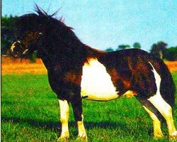 stallion Endrik (Shetland pony (under 87 cm), 1991, from Erik de Bibiana)