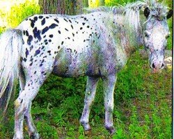 stallion Stipje van de Witweg (Dt.Part-bred Shetland pony, 1992, from Romeo)