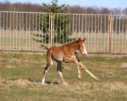 foal by Desideria de Pilot VM (Hanoverian, 2025, from Different Color)