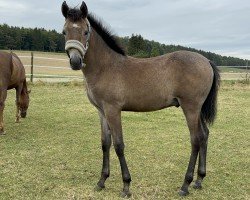 Fohlen Hengst von WM Devdas ox (Kleines deutsches Reitpferd, 2024, von Devdas ox)