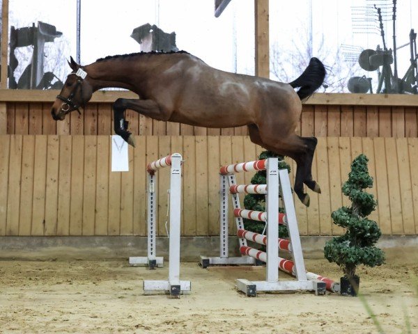 Springpferd Carlotta (Westfale, 2022, von Capistrano 2)
