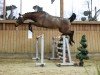 Springpferd Carlotta (Westfale, 2022, von Capistrano 2)