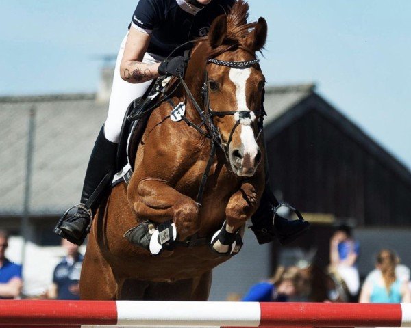 broodmare Lady Colour (Hanoverian, 2005, from Landsieger I)