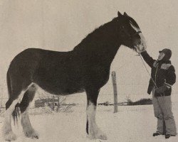 Zuchtstute Strathore Barbi (Clydesdale, 1981, von Benedictine Vintage)