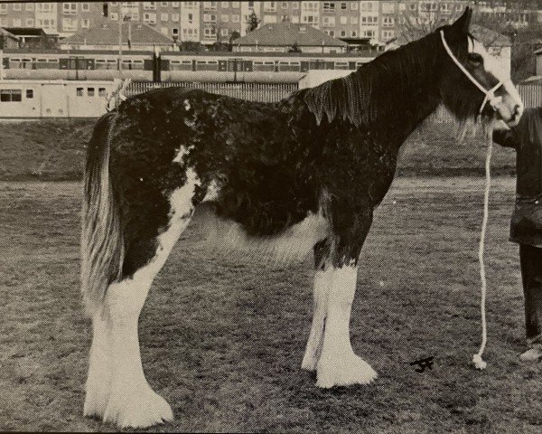 broodmare Tulloes Rosie 92028 (Clydesdale, 1992, from Torrs Trueform)