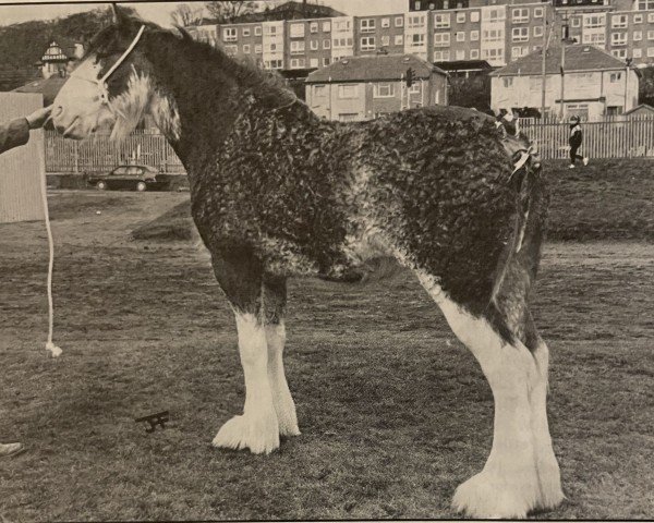 Zuchtstute Westhookhead Sue Ellen (Clydesdale, 1990, von Eskechraggan Perfection)