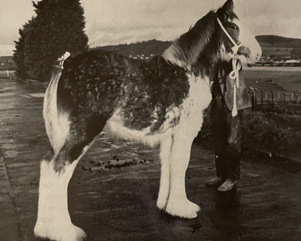 Zuchtstute Ainville Mons Meg (Clydesdale, 1992, von Ainville Rob Roy)