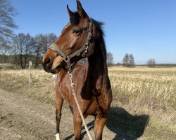 jumper Zineradream (German Sport Horse, 2022, from Zinero)