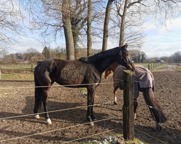 dressage horse Indira Dream (Hanoverian, 2022, from Ibiza Dream)