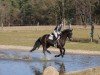 jumper Diacontina F (Hanoverian, 2020, from Diacontinus)