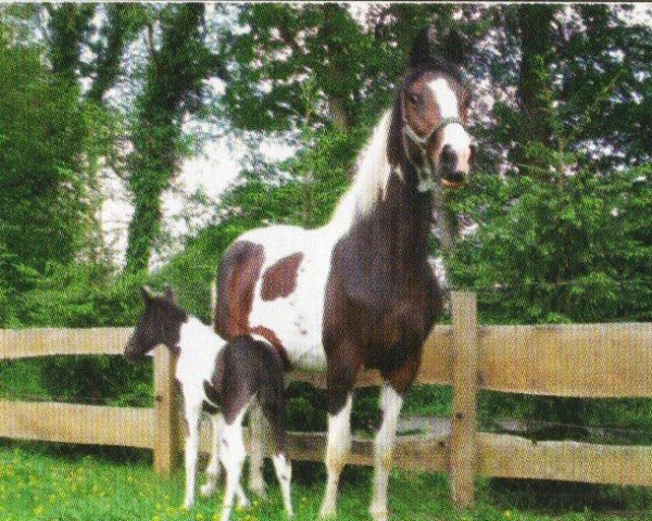 jumper Beauty (KWPN (Royal Dutch Sporthorse), 2006, from Samber)