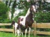 jumper Beauty (KWPN (Royal Dutch Sporthorse), 2006, from Samber)