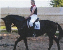 broodmare Serenade (Hanoverian, 1992, from Star Regent xx)