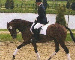 Springpferd Dante's Peak 7 (Deutsches Reitpony, 2001, von Dancer)