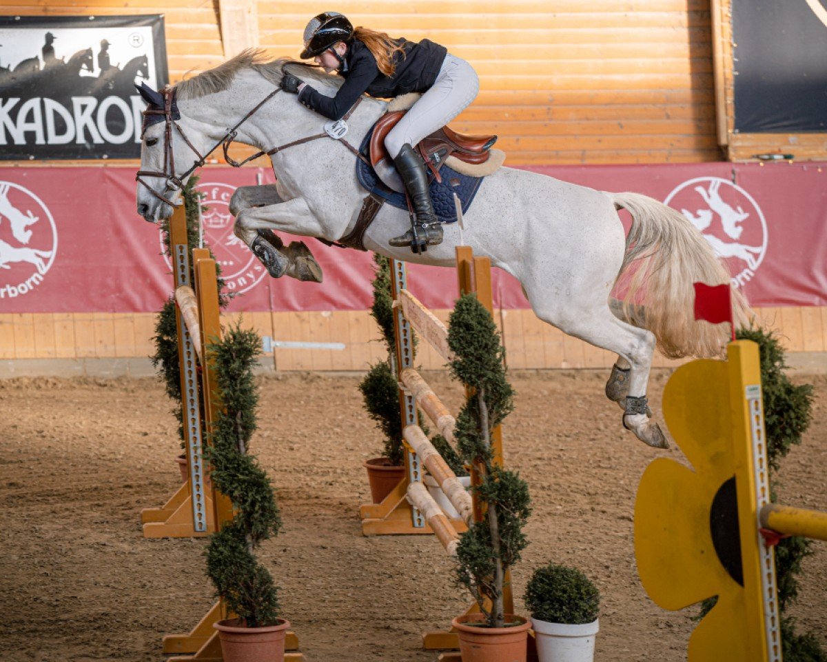 stallion Colestros (German Sport Horse, 2010, from Colestus)