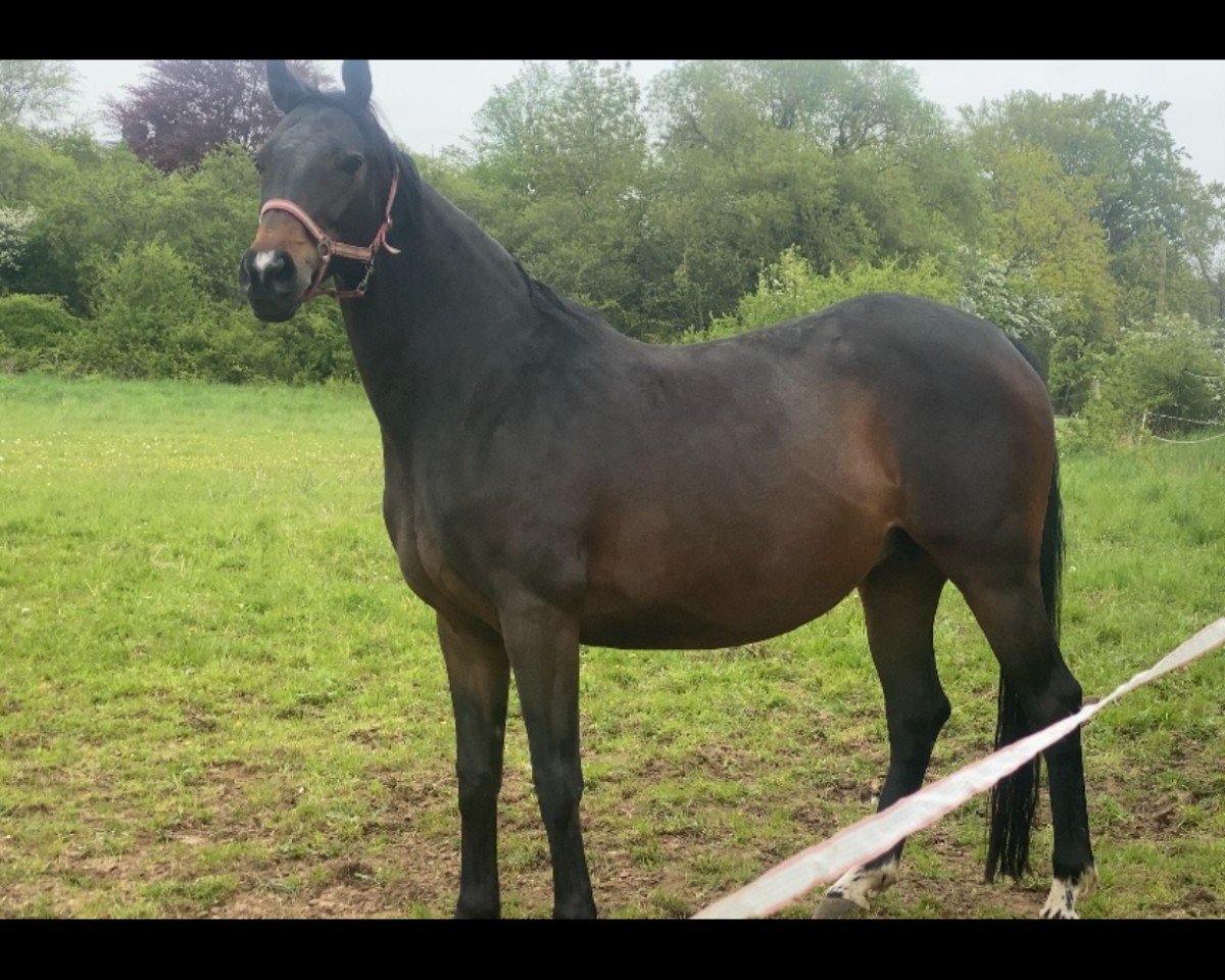 broodmare Rubi (Oldenburg, 2013, from Demirel)